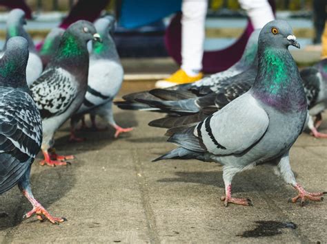 testing pigeon droppings|how often do pigeons drop.